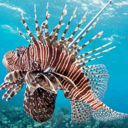 best scuba point in tarkarli