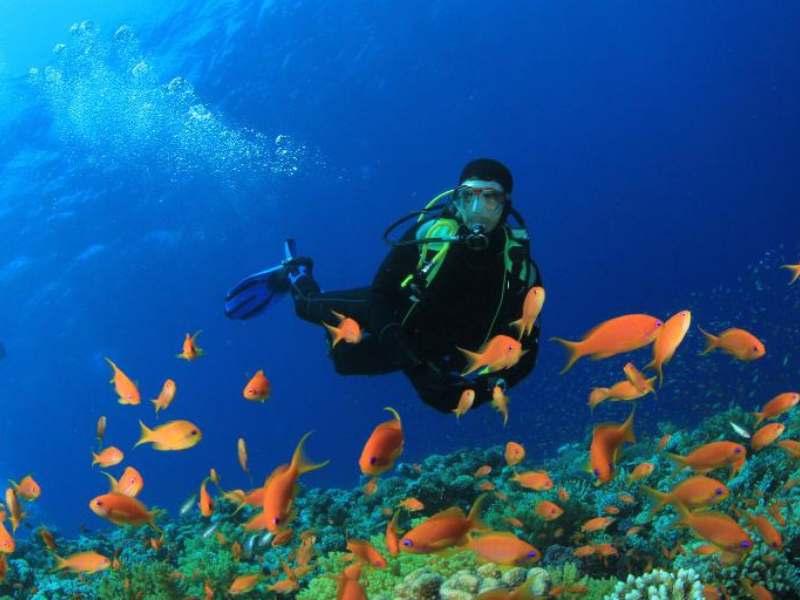 tarkarliscuba diving